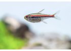 Tetra Amapanská Hyphessobrycon amapaensis.jpg 2