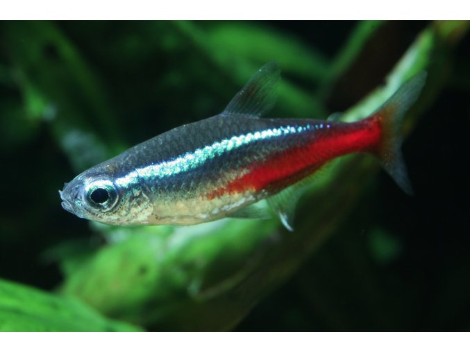 Neonka obecná Paracheirodon innesi