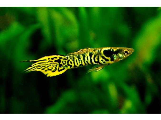 Endlerka tiger Endleri tiger