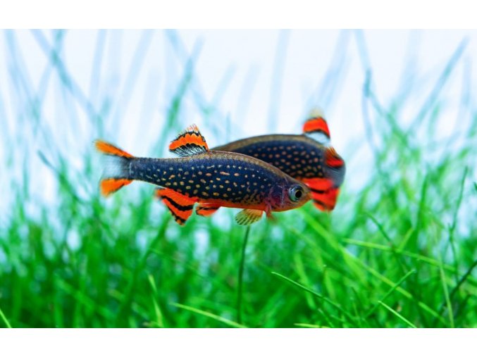 Dánio perlové Danio margaritatus