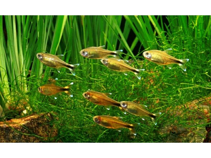 Tetra Měděná (Hasemania nana)