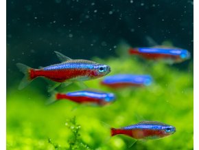 Neonka červená Paracheirodon axelrodi