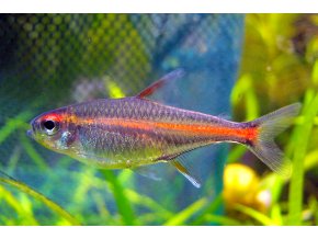Tetra žhavá Hemigrammus erythrozonus