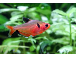 Tetra krvavá Hyphessobrycon eques