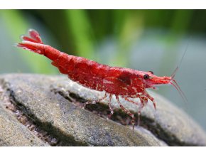 Krevetka Neocaridina davidi var. Red cherry