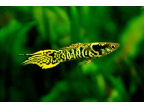 Endlerka tiger Endleri tiger