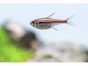 Tetra Amapanská Hyphessobrycon amapaensis.jpg 2