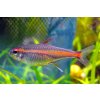 Tetra žhavá Hemigrammus erythrozonus