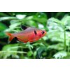 Tetra krvavá Hyphessobrycon eques