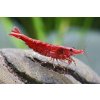Krevetka Neocaridina davidi var. Red cherry