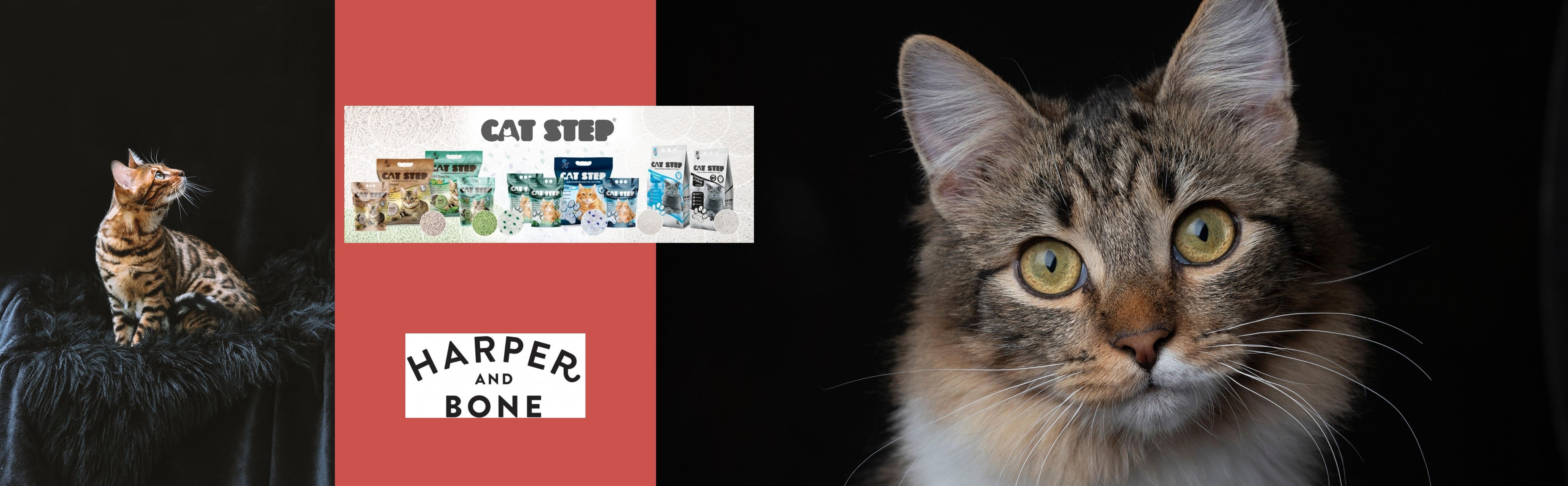 Kočky_Catstep, Harper and bone