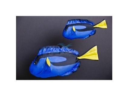 MINI - Bodlok pestrý 32 cm