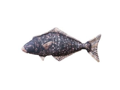 halibut 72cm polstar 20611