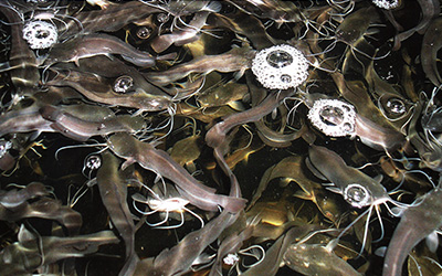 Odskořápkovaná Artémie - co to je a jak s ní naložit