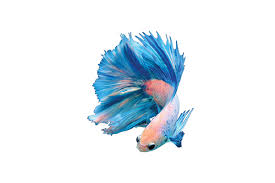 Ocean Nutrition - krmení a přípravky pro bojovnici pestrou