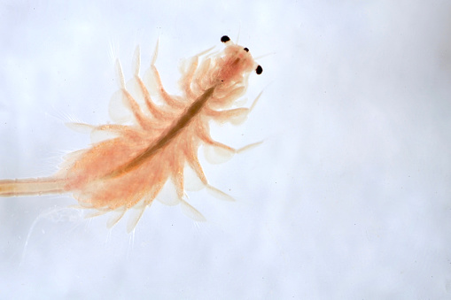 Artemie - zázračná žábronožka solná