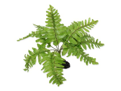 34163 rostlina repti planet kapradi nephrolepis 20 cm 1ks