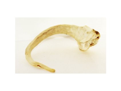 Oháňka vepřová - BÍLÁ