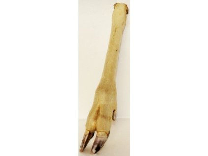 Noha srnčí sušená - bílá 1ks