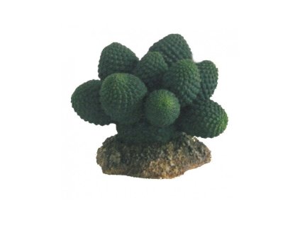 HOBBY Kaktus Atacama 7 cm