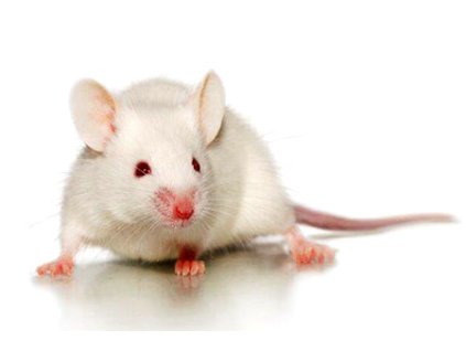 Myš laboratorní 20g