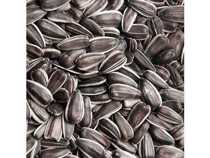 ps 0105 slunecnice zihana velka web 1 1 172043