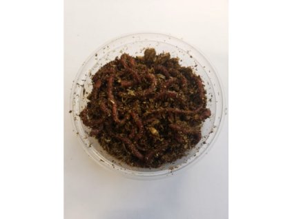 Hnojní žížala 30ks