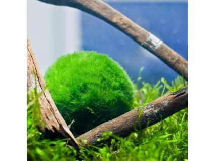 CLADOPHORA AEGAGROPILA - ŘASOKOULE ZELENÁ (Velikost 5 - 7 cm)