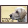 labrador 2