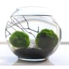 marimo balls 10