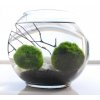 marimo balls 10