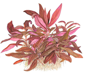 alternanthera_reinecki_mini
