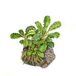 bucephalandra_wavy_green