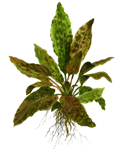 cryptocoryne_tropica