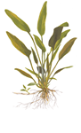 cryptocoryne_x_willis