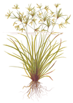 cyperus