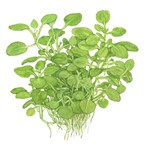 lobelia_cardinalis_mini