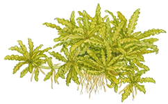 pogostemon_helferi