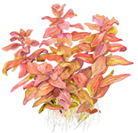 rotala_macrandra