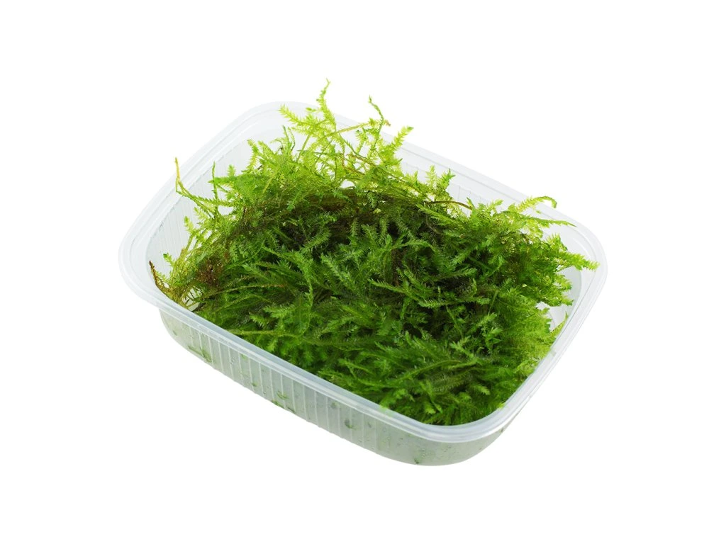 16904 vesicularia montagnei christmas moss vanicka