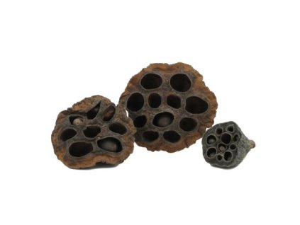 10965 01 19904 20plody 20lekn c3 adnu 203 20ks 1