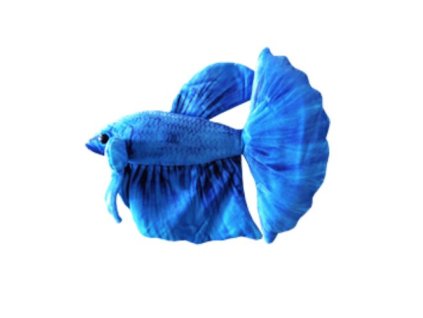 01 19935%20Ply%C5%A1%C3%A1k%20Blue%20Betta%20fish 1