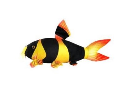 01 19925%20Ply%C5%A1%C3%A1k%20Clown%20loach 1