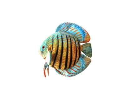 01 19934%20Ply%C5%A1%C3%A1k%20Discus%20fish 1
