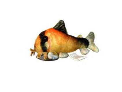 01 19918%20Ply%C5%A1%C3%A1k%20Matea%20corydoras 1