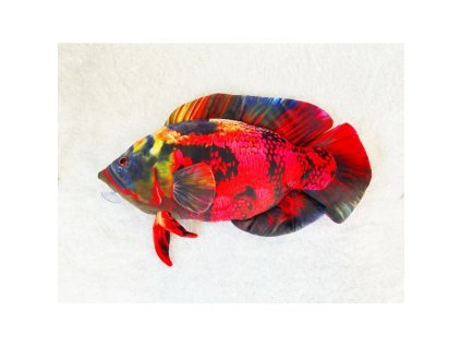 11019 1 01 0pqi200101