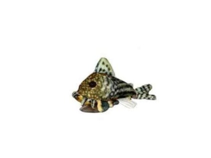 11043 01 19919 20ply c5 a1 c3 a1k 20sterbai 20corydoras 1