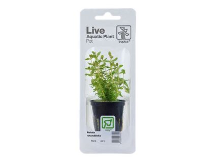 11727 2 pictureprovider aspx z 900 format jpeg path 52211 2f03 52211 20rotala 20rotundifolia 20v 20blistru 2