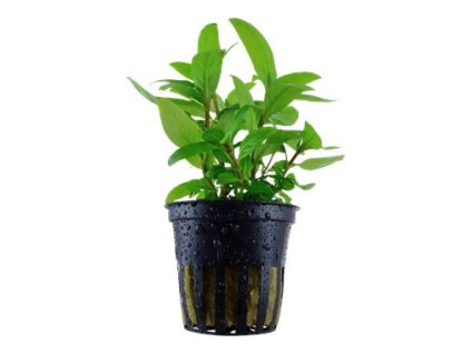 01 53025%20Staurogyne%20repens 3