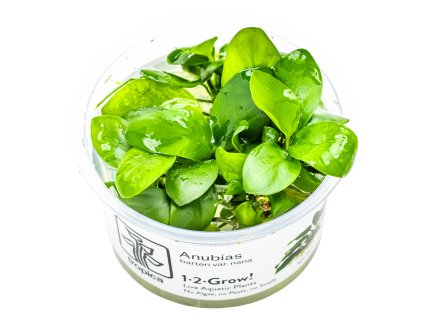 13848 3 anubias barteri nana 1 2 grow